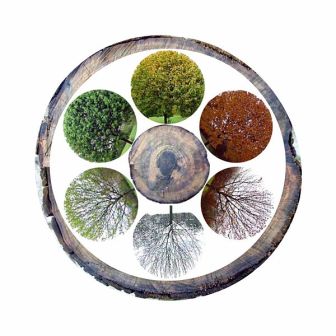 Bron: http://en.wikipedia.org/wiki/File:Jahreszeiten_Jahresringe.jpg