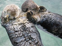 Zeeotters Sea_otters_holding_hands